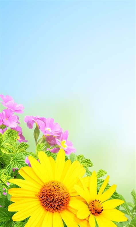 Download 480x800 Ромашки Cell Phone Wallpaper Category Flowers