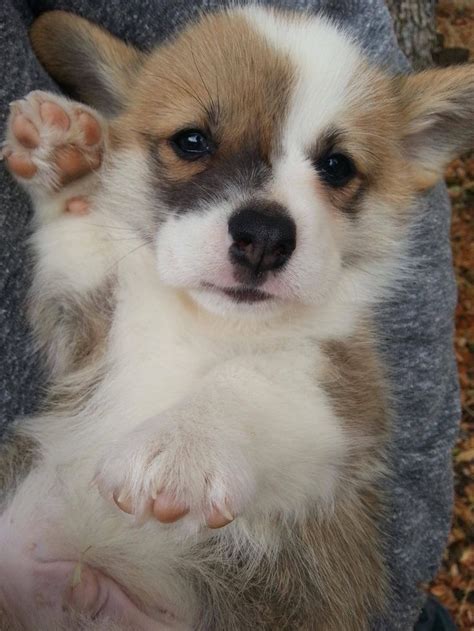 On the off chance that you wish to get a welsh corgi. Best 25+ Baby corgi ideas on Pinterest | Corgi puppies, Cute animals puppies and Adorable puppies