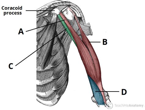 Upper Arm Muscles Diagram