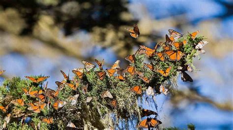 monarch butterfly migration world s greatest natural wonders