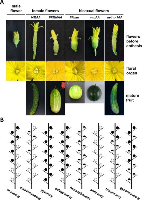 Gene Interactions Regulating Sex Determination In Cucurbits Abstract