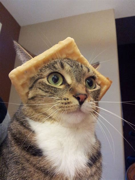 Irti Funny Picture 7116 Tags Cat Waffle Hat Head Catwaffled