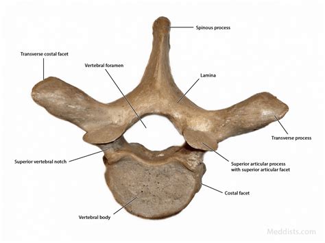 Anatomy Of Thoracic Vertebra