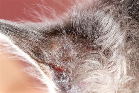 Atopic Dermatitis In Cats Causes Symptoms And Treatment