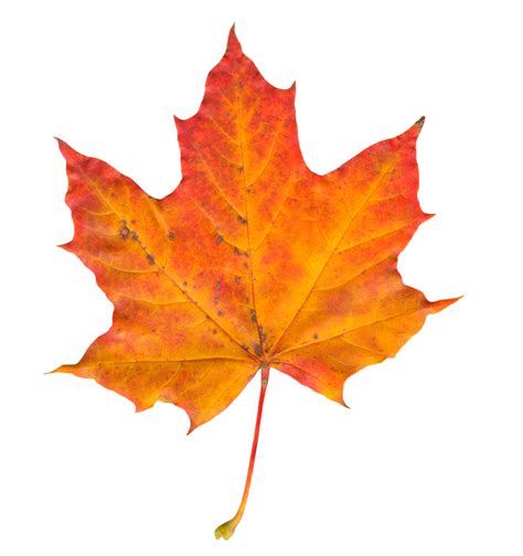 Autumn Leaf Png Image Fall Leaves Png Fall Leaves Images Leaf Images
