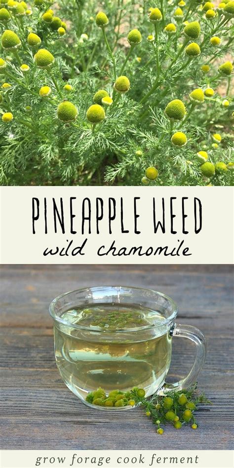 Foraging For Pineapple Weed Wild Chamomile Pineapple Weed Tea