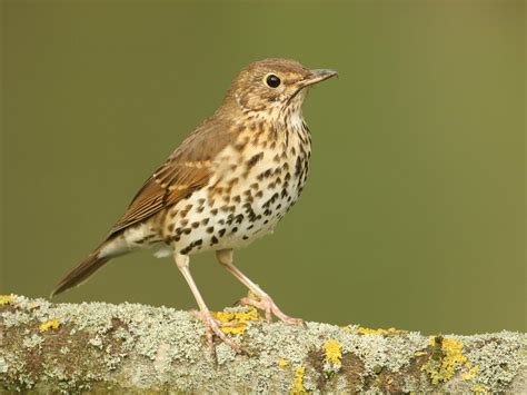 Mistle Thrush Or Song Thrush How To Tell The Difference Bird Fact