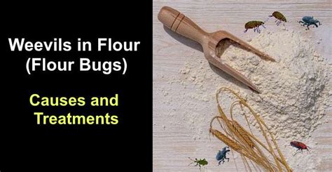 Weevils In Flour Flour Bugs Causes And Treatments 072023
