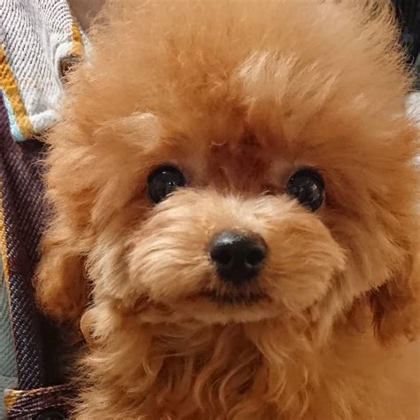 简体| 繁体| 设为首页| 收藏本站| 邮件系统. 御家族様募集中! | トイプードルブリーダー クッキーナッツ