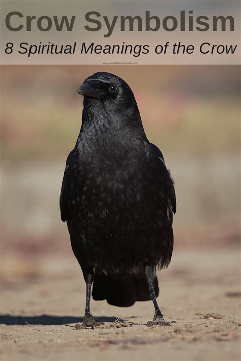 Crow Symbolism 8 Spiritual Meanings Of The Crow — Amanda Linette Meder
