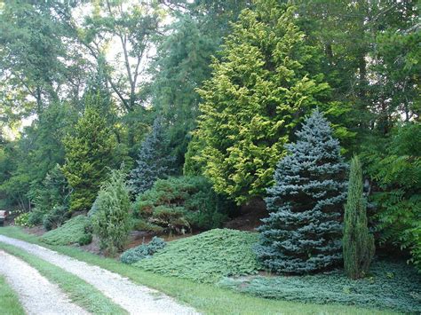 7 great evergreens for winter interest privacy landscaping garden privacy front yard