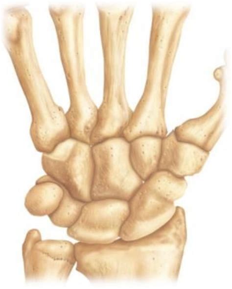 Carpal Bones Anterior View Of The Right Hand Diagram Quizlet