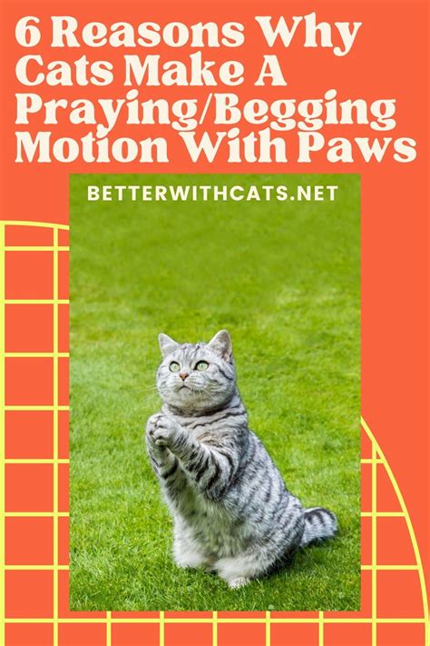 6 Reasons Why Cats Make A Prayingbegging Motion With Paws Cats Cat