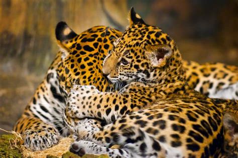 Jaguar Cubs Stock Photo Image Of Eyes Feline Forest 29253334