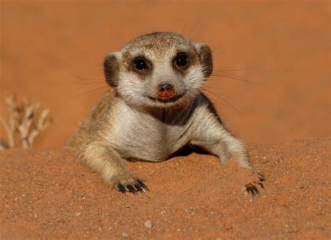 How Much Does A Meerkat Cost To Buy Prices And Living Expenses
