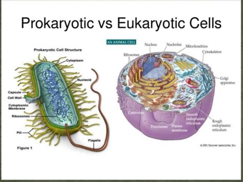 Do animal cells have rna. AP Biology - Week 3 Cell Energy