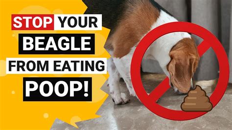 Why Do Beagle Puppies Eat Their Poop And How To Stop This Youtube