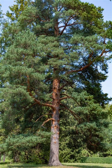 Majestic Pine Tree On Meadow With Green Grass Giant Pine Tree Stock