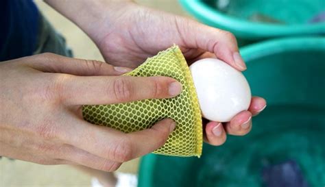4 Ways To Clean Fresh Eggs Before You Eat Them Hobby Farms