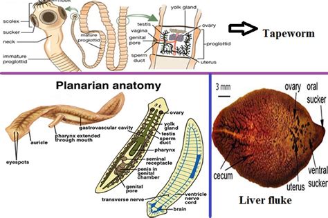 Phylum Platyhelminthes Diagram