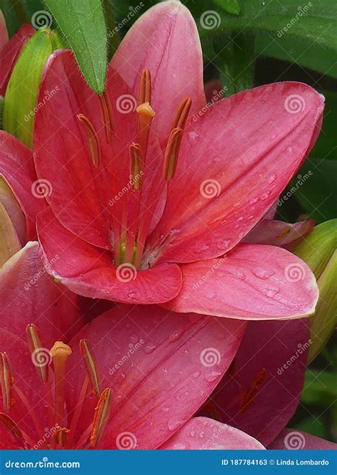 Salmon Colored Lilies Opening Wide With Drops Of Water On Their Petals