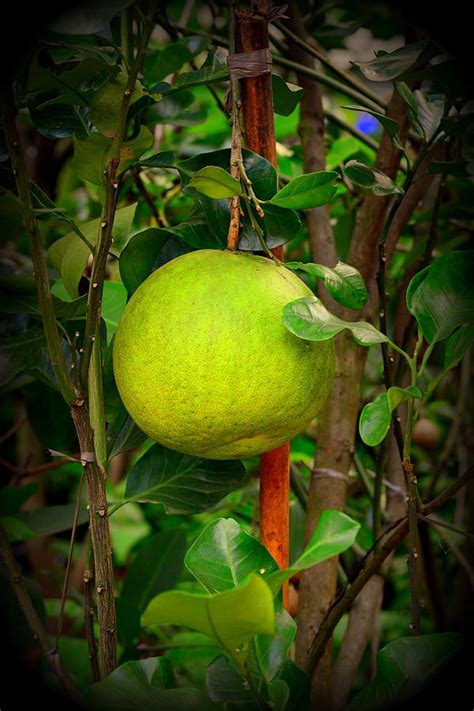 Pomelo Citrus Maxima Photograph By Silvie Gunawan