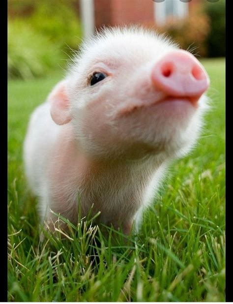 Cute Piggy In 2020 Baby Pigs Cute Baby Pigs Cute Baby Animals