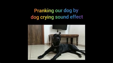 Pranking Our Dog By Dog Crying Sound Effect Youtube