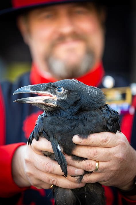 Raven Chicks Hatch At The Tower Of London After Year Gap Daily