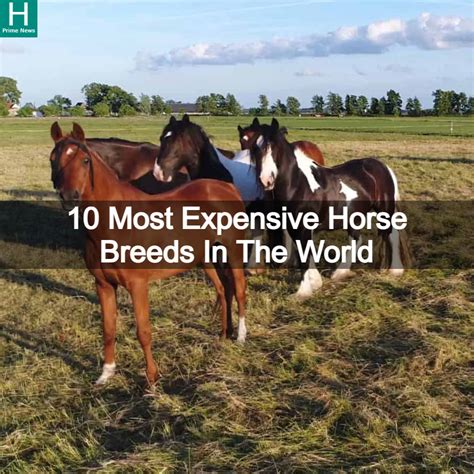 10 Most Expensive Horse Breeds In World
