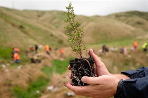 Greater Wellington Regional Council Plants A Million Trees