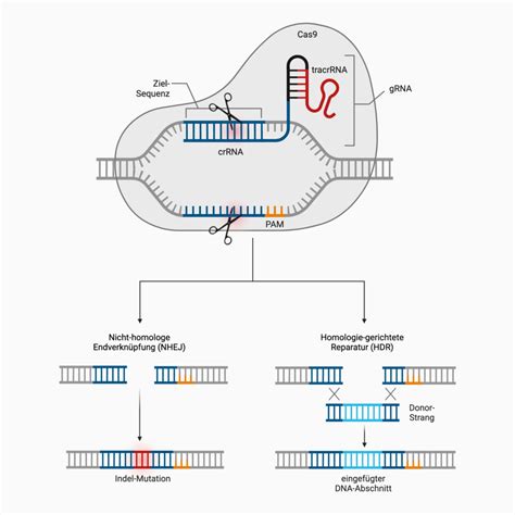 CRISPR Cas System DocCheck