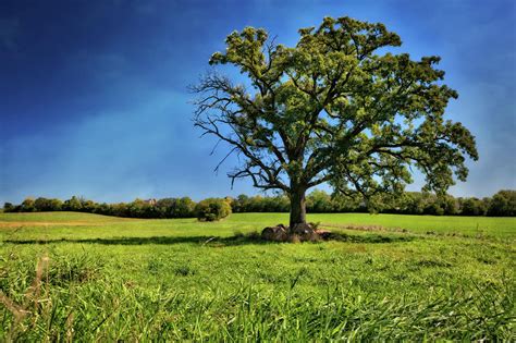 Lone Oak Tree In Wisconsin Field Photograph By Jennifer Rondinelli