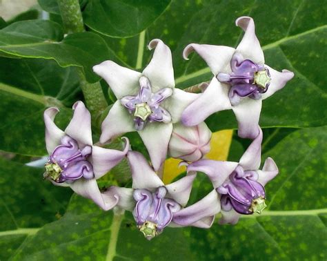 8 Tropical Lavender Crown Flower Giant Milkweed Calotropis Seeds