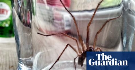 Britains Household Spiders Your Pictures Uk News The Guardian