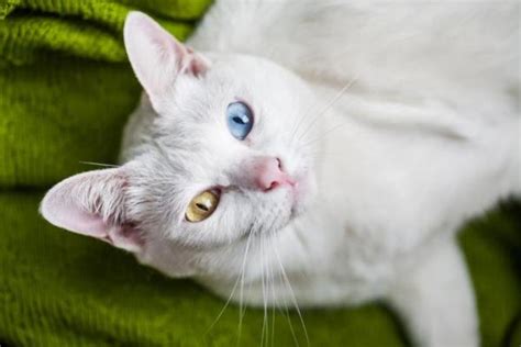 30 Razas De Gatos Blancos Nombres Y Fotos