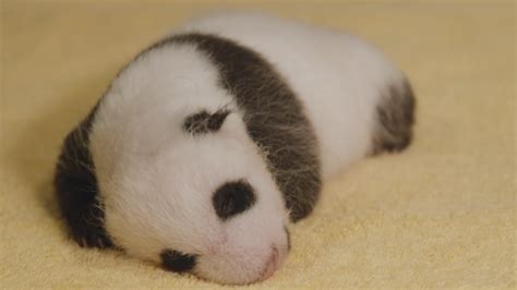 Its A Boy National Zoo Reveals Sex Of New Panda Cub