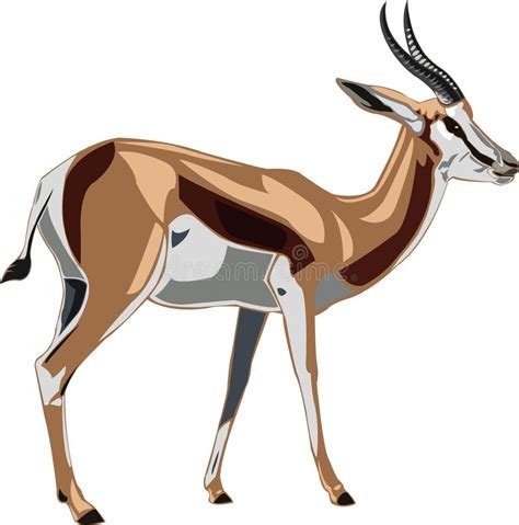 Antelope Series Springbok Stock Vector Illustration Of Antelope 11943966