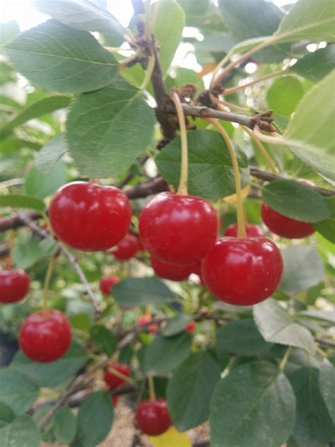 Valentine Cherry Tree • Kiwi Nurseries Ltd