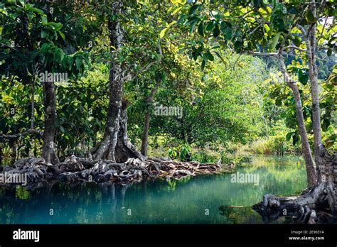 Mangrove Forest With Emerald Pool In Krabi Thailand Stock Photo Alamy