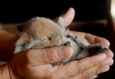 5 сен 201132 769 просмотров. Raising Pet Rabbits | ThriftyFun
