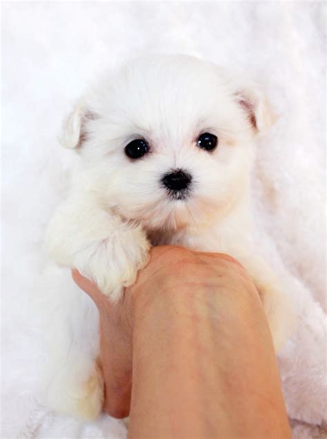 Get on our waiting list with where you live with either a boy or a girl, color and estimated size. Micro Teacup Malti Poo Puppy for sale! | iHeartTeacups