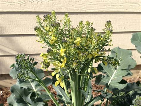 Broccoli Growing Tall And Flowering 3 Things You Need To Know Greenupside