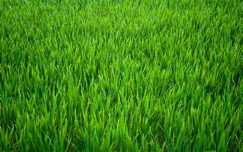 Grass Background ·① Download Free Backgrounds For Desktop And Mobile