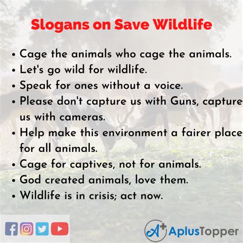 Slogans On Save Wildlife Unique And Catchy Slogans On Save Wildlife