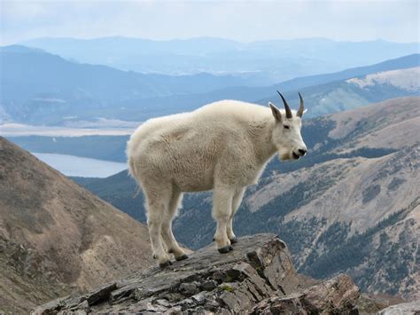 Mountain Goat Wild Life World