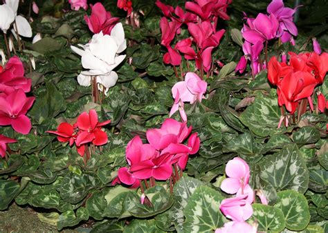 Winter Blooming Cyclamen Make Great Indoor Plants