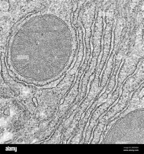 Cell Membrane Micrograph High Resolution Stock Photography And Images