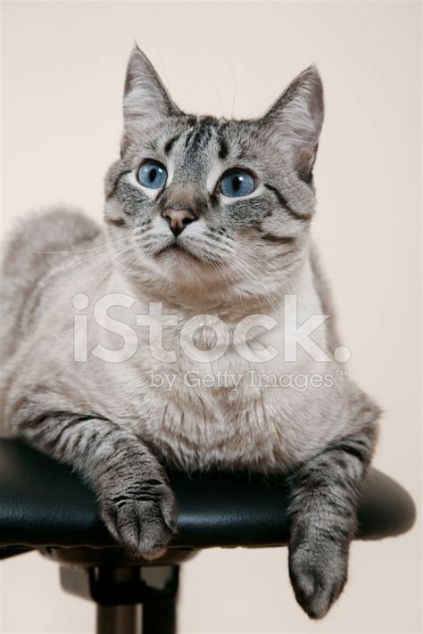 Siamese Cat Stock Photo Royalty Free Freeimages