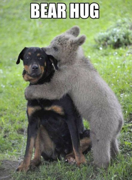 Bear Hug Dog Humor